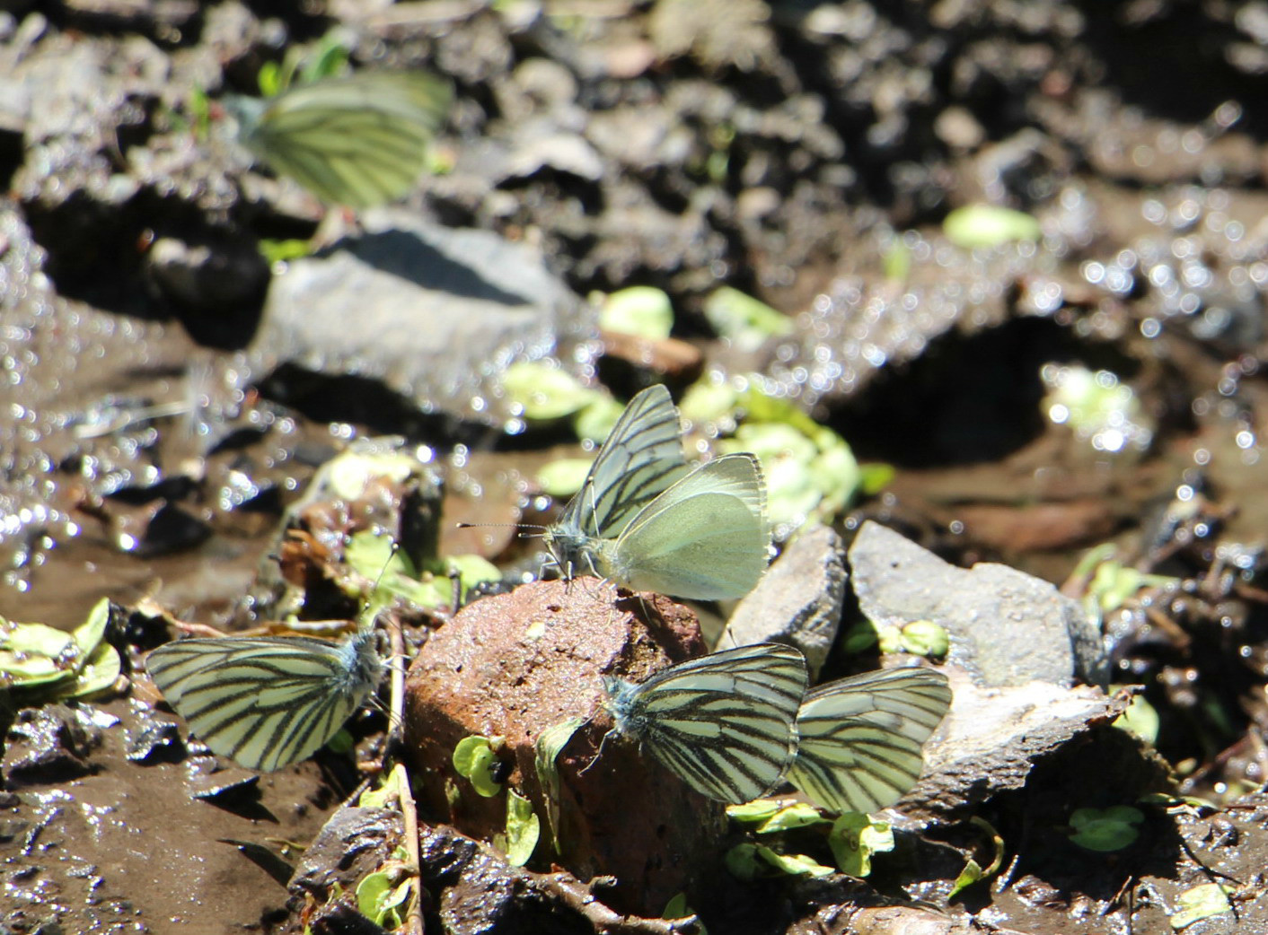 乌鲁木齐石人沟民俗,乌鲁木齐风情