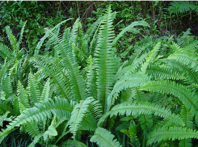 北方野生蜈蚣草,农村到处都有的这种草竟然是个宝