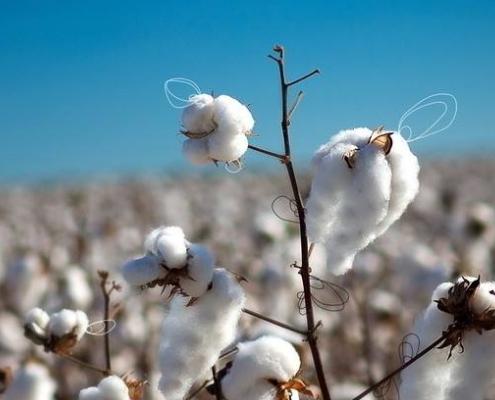 妞嶇墿鐣屼簰鐩搁櫔浼寸殑妞嶇墿,妞嶇墿鐣岀殑濂芥湅鍙嬫湁鍝簺