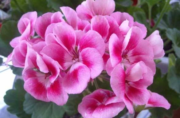 妞嶇墿鐣屼簰鐩搁櫔浼寸殑妞嶇墿,妞嶇墿鐣岀殑濂芥湅鍙嬫湁鍝簺