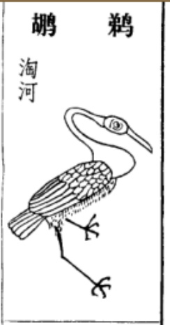 中华神禽志（八）鹈鹕，一张大嘴吞天下，它的心思你别猜