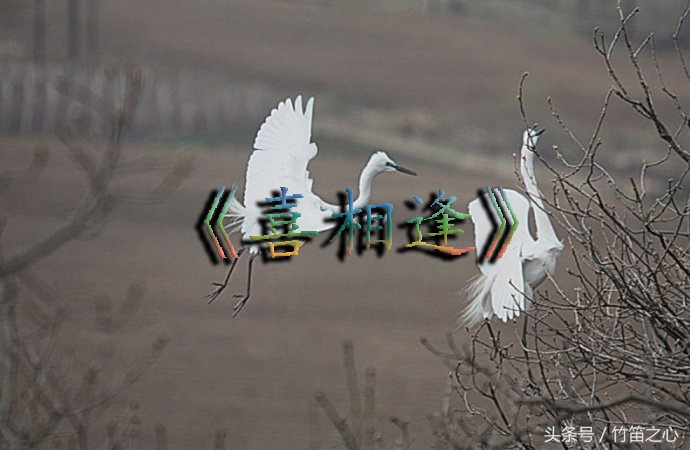 中国竹笛基础知识,竹笛跟笛子有什么区别