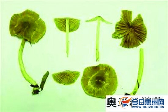 荔枝菌市场扩大条件,荔枝菌价格多少钱一斤