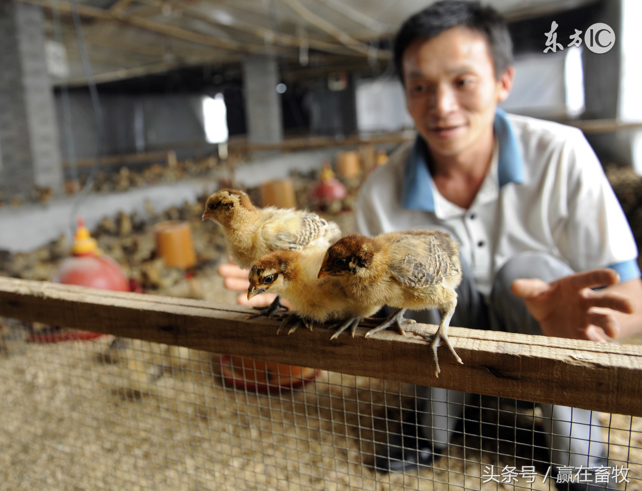 传支！传喉！禽流感！其实有个治疗它们的传统妙方！建议养殖户收藏备用