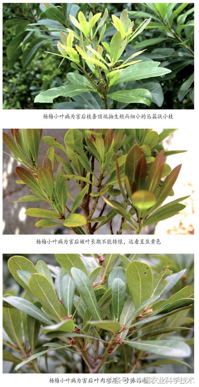 杨梅好吃树难栽下联,杨梅树难栽种么