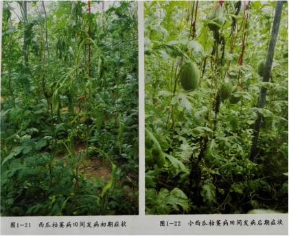 西瓜枯萎病的专用药,西瓜枯萎病的防与治