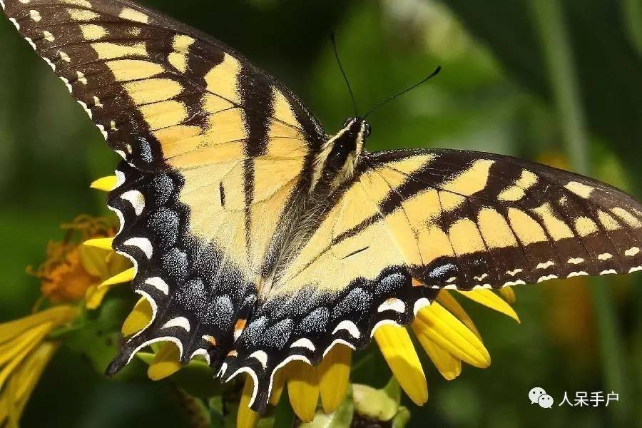 昆虫的嗅觉非常灵敏,昆虫没有嗅觉吗