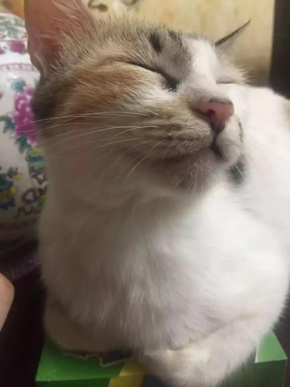 原来猫咪会托梦是真的,原来猫咪真的会哭