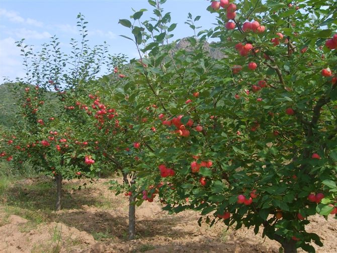 高级农技师仵继纲:这是我从业植保30年的经验分享!