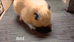 喝豆浆上厕所次数多,轻松一刻本文原文