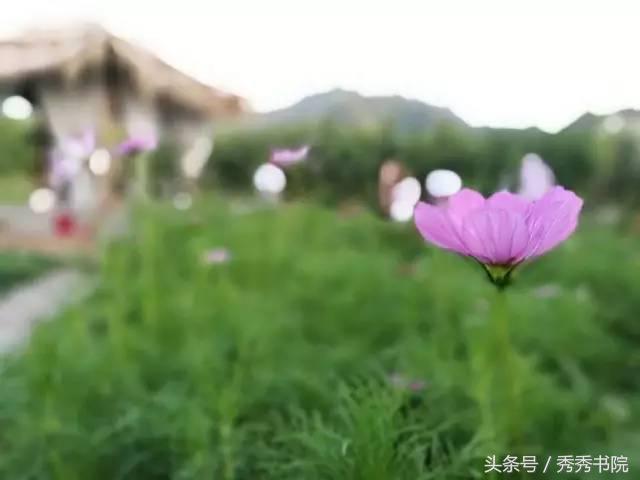 茅檐低小,溪边青草亦听书