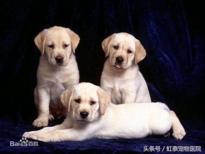 养拉布拉多怎么防止拆家和卫生,为什么不介意新手养拉布拉多