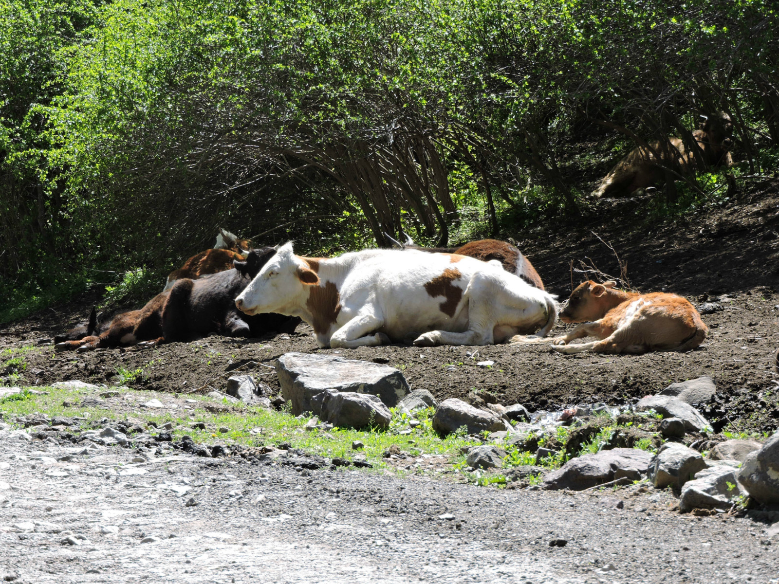 乌鲁木齐石人沟民俗,乌鲁木齐风情