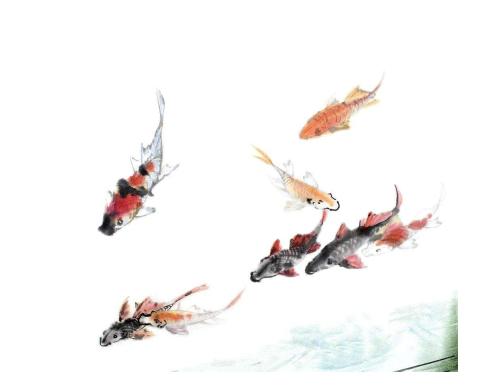 锦鲤是属于淡水鱼还是海鱼,锦鲤是中国还是日本的