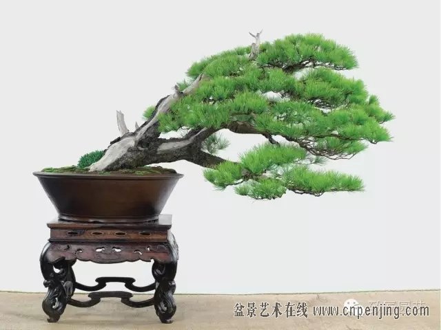 黑松多杆盆景造型 (黑松盆景入门教程)