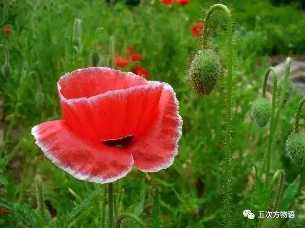 虞美人与虞美人,虞美人深度解析