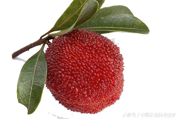 杨梅好吃树难栽下联,杨梅树难栽种么