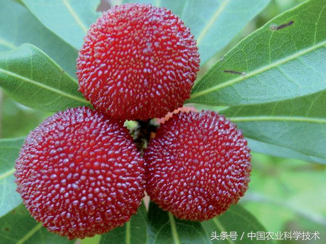 杨梅好吃树难栽下联,杨梅树难栽种么