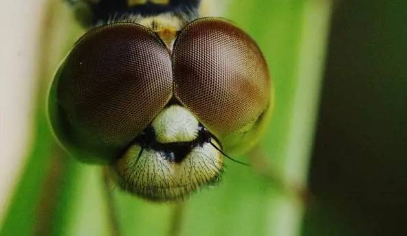 昆虫的嗅觉非常灵敏,昆虫没有嗅觉吗