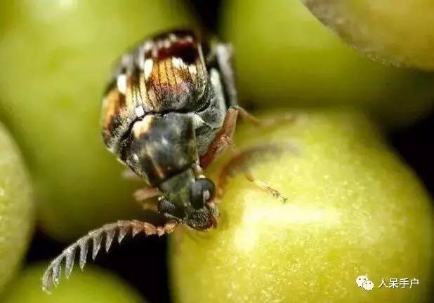 昆虫的嗅觉非常灵敏,昆虫没有嗅觉吗