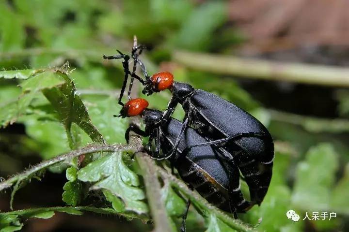 昆虫的嗅觉非常灵敏,昆虫没有嗅觉吗