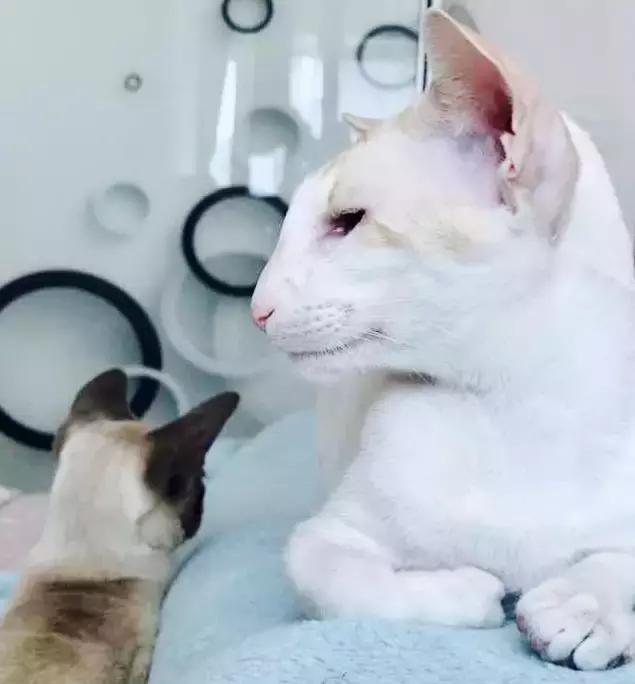 原来猫咪会托梦是真的,原来猫咪真的会哭