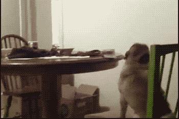 巴哥委屈吗,巴哥眼里泪汪汪的怎么回事