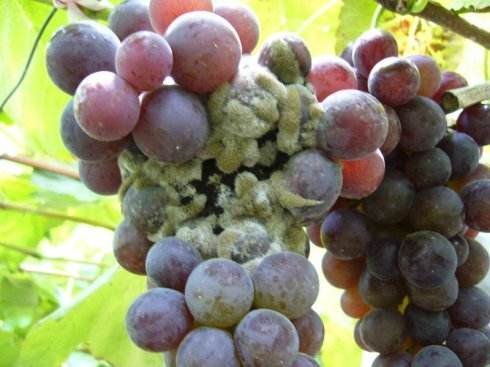 葡萄转色期怎么防溃疡,葡萄转色期防止落果的方法