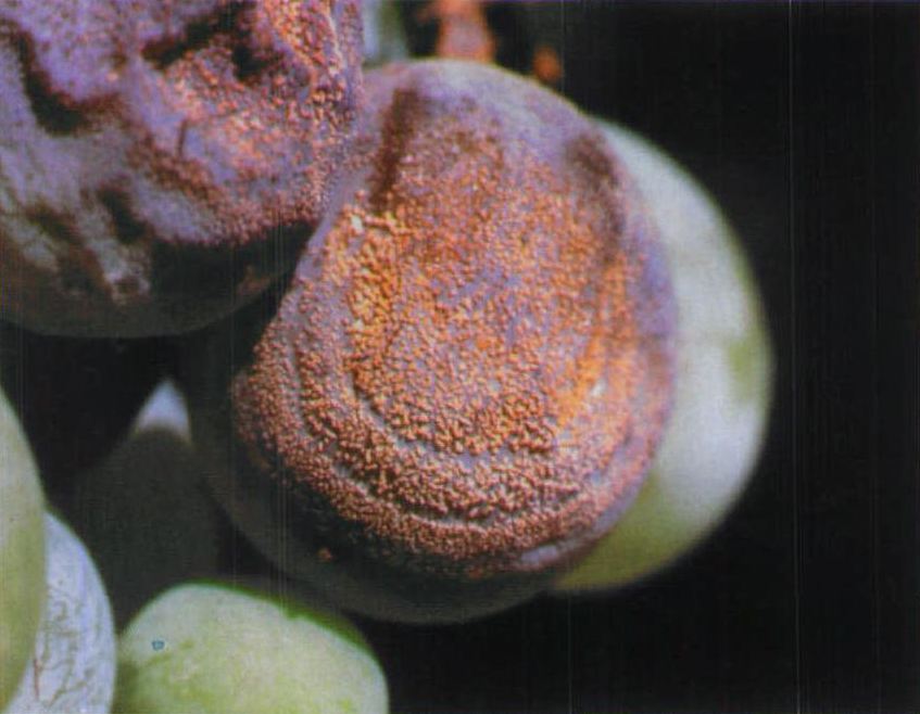 葡萄转色期怎么防溃疡,葡萄转色期防止落果的方法