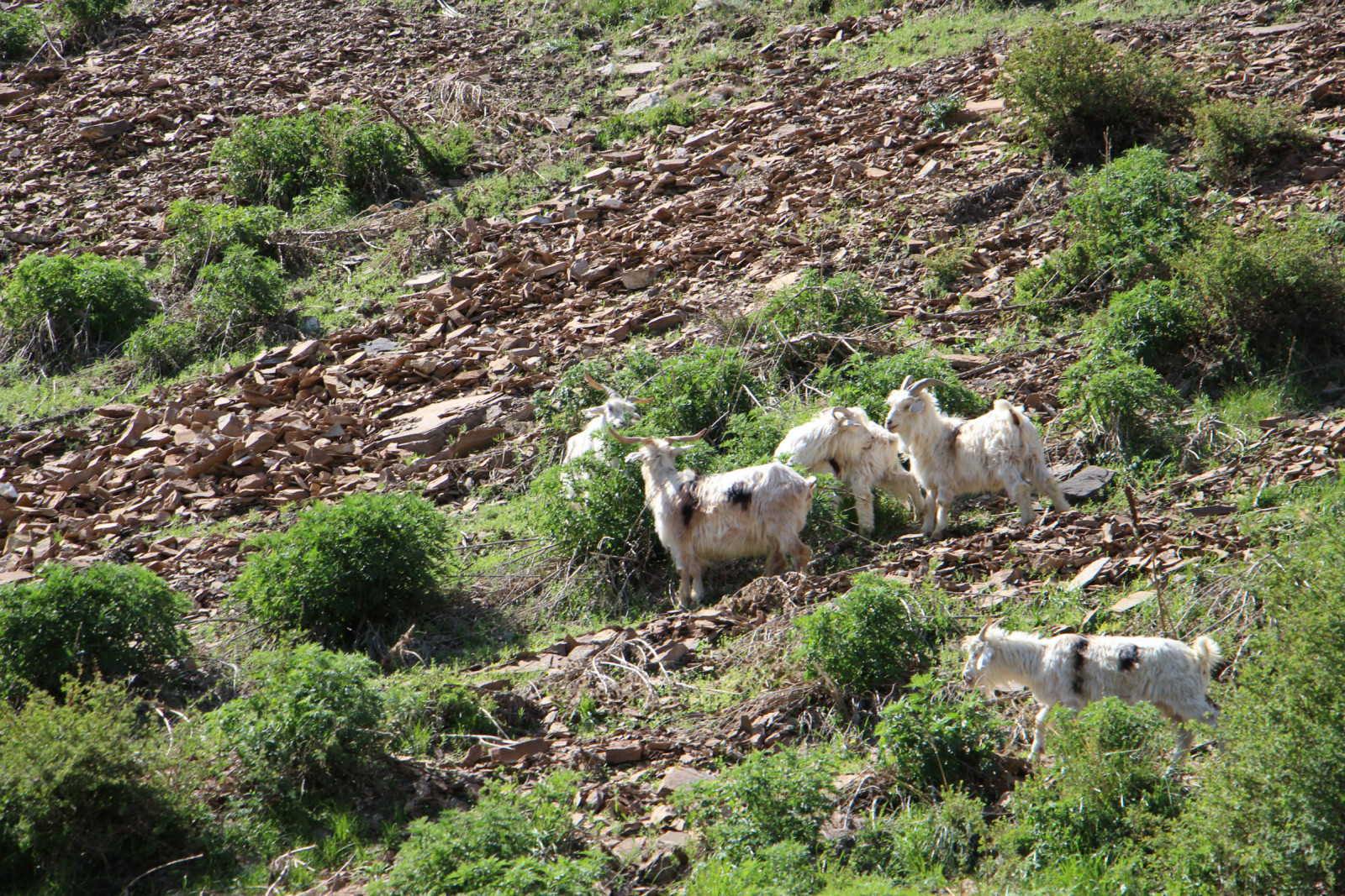 乌鲁木齐石人沟民俗,乌鲁木齐风情