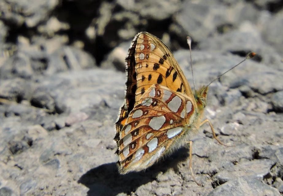 乌鲁木齐石人沟民俗,乌鲁木齐风情