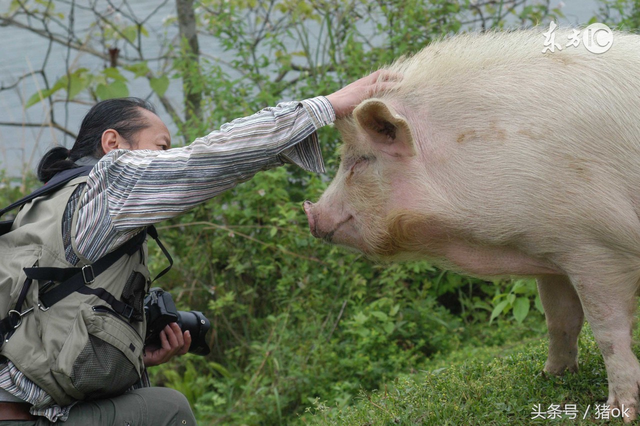 猪中暑治疗最佳方法,猪中暑的最佳解决方法