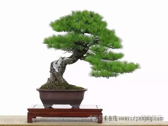 黑松多杆盆景造型 (黑松盆景入门教程)