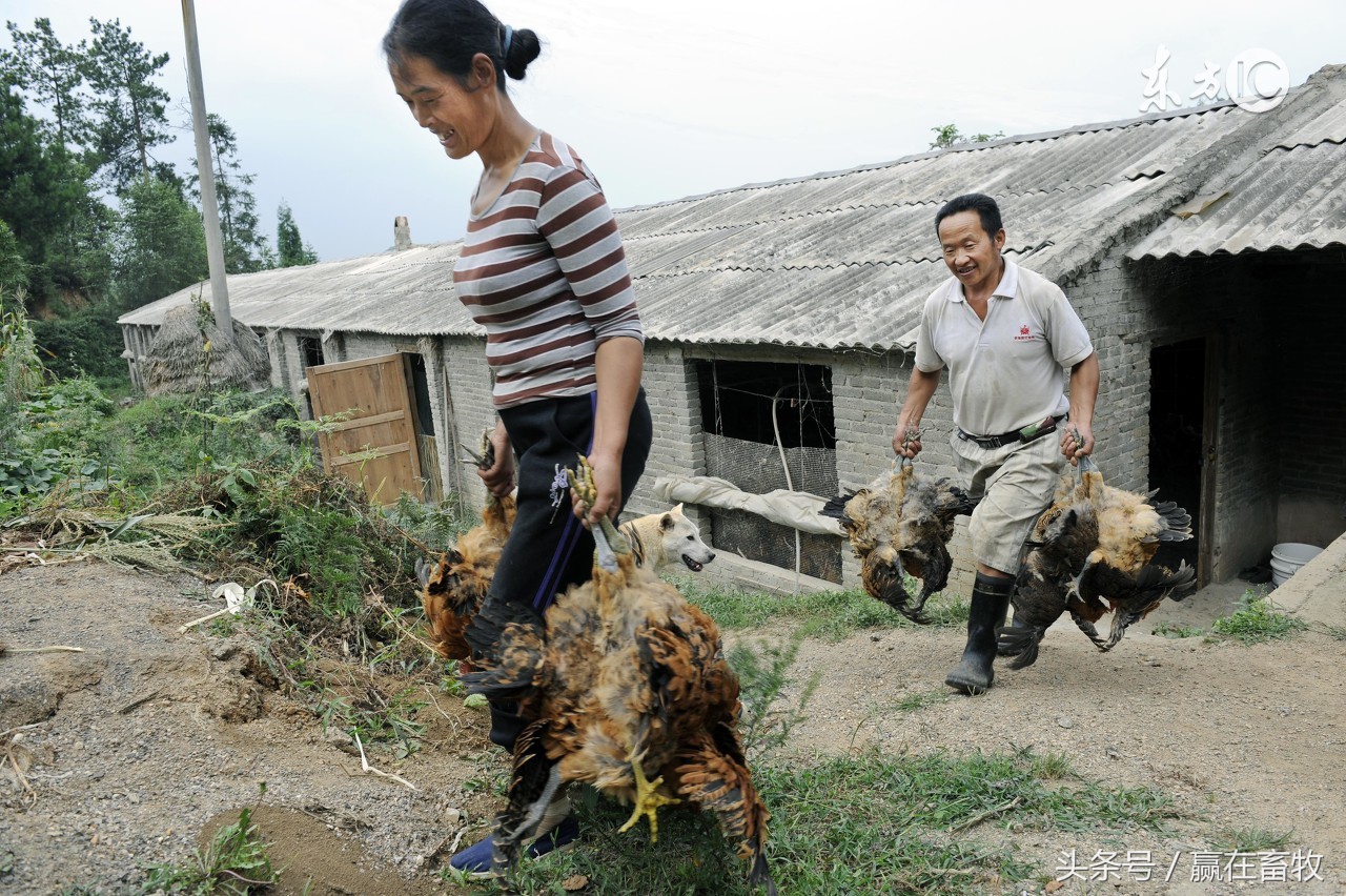 传支！传喉！禽流感！其实有个治疗它们的传统妙方！建议养殖户收藏备用