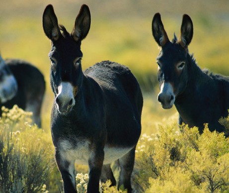 投资养鹿要多少钱,投资5万养驴真实感受