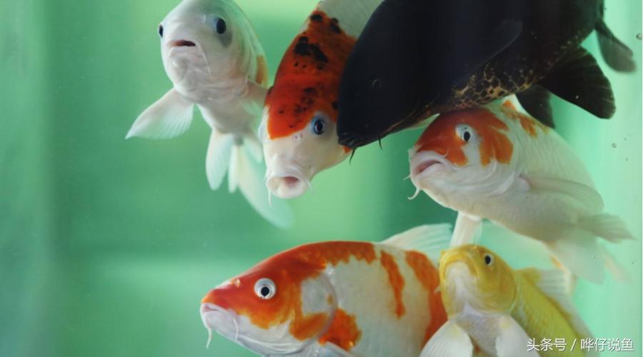 中华麦饭石养鱼,中华麦饭石净水器