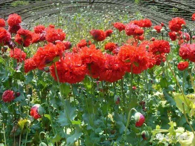 虞美人与虞美人,虞美人深度解析