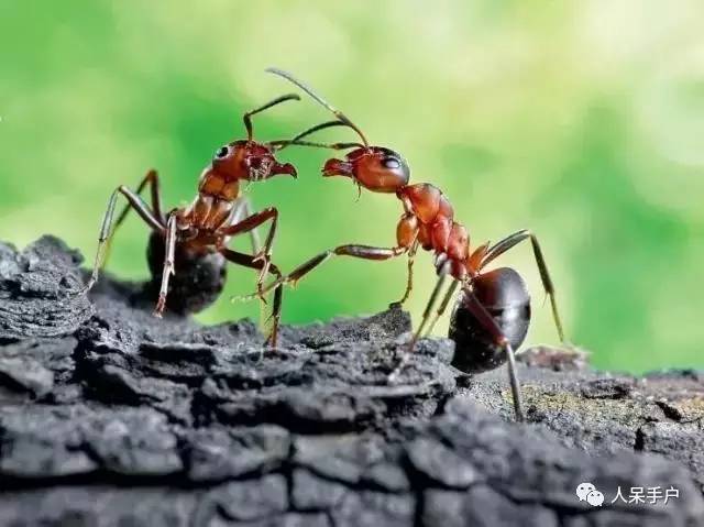 昆虫的嗅觉非常灵敏,昆虫没有嗅觉吗