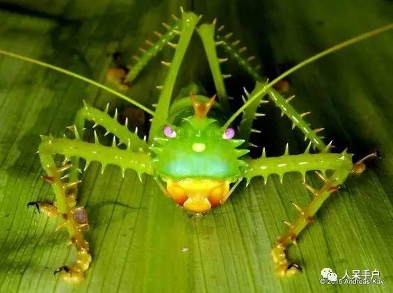 昆虫的嗅觉非常灵敏,昆虫没有嗅觉吗