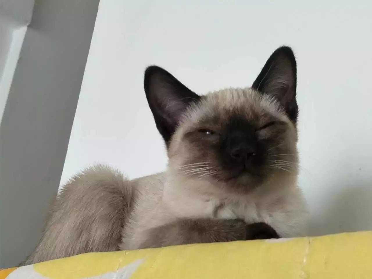 原来猫咪会托梦是真的,原来猫咪真的会哭