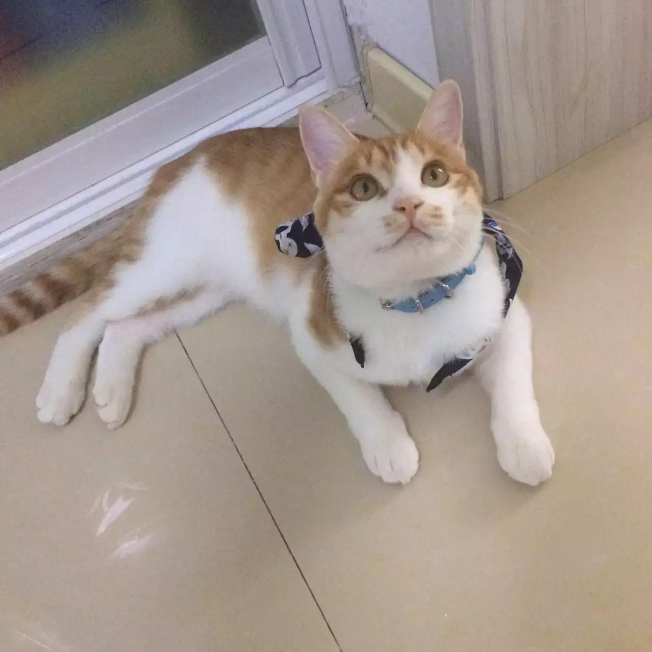 原来猫咪会托梦是真的,原来猫咪真的会哭