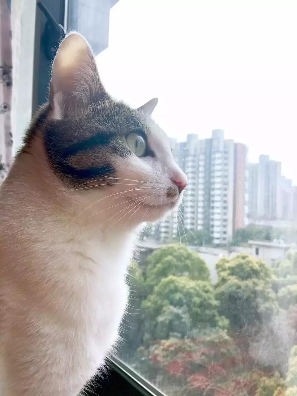 原来猫咪会托梦是真的,原来猫咪真的会哭