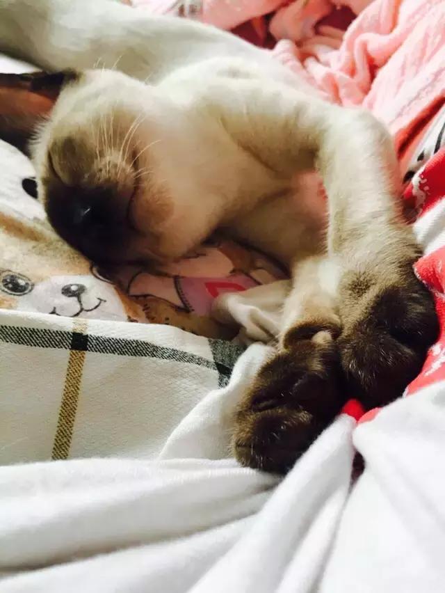 原来猫咪会托梦是真的,原来猫咪真的会哭