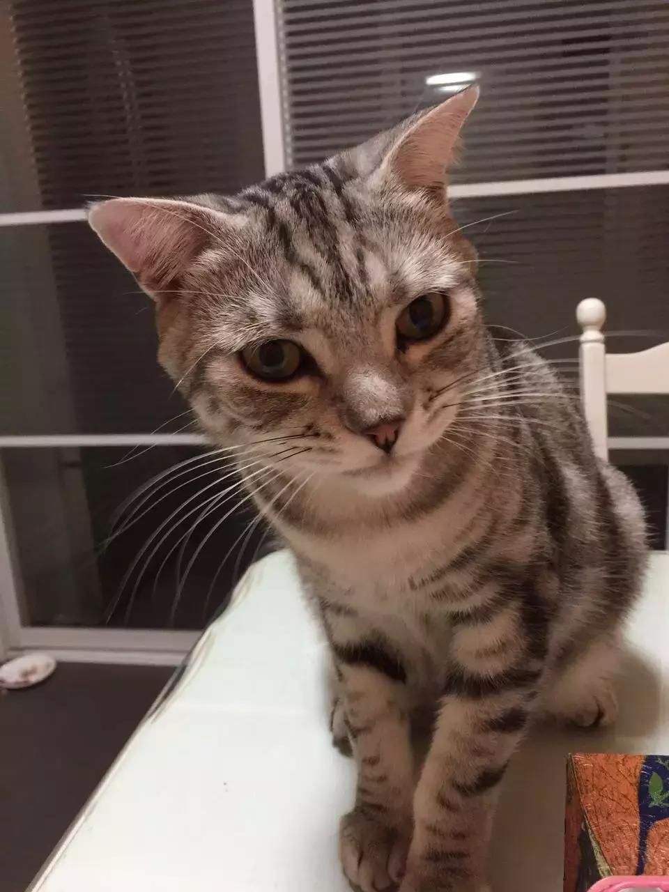 原来猫咪会托梦是真的,原来猫咪真的会哭