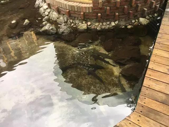 就是个简单的灶台鱼，凭什么招来那么多人？