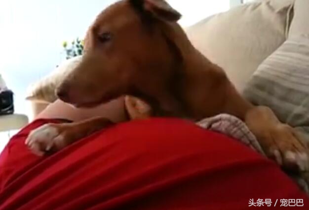 狗狗怀孕主人踢肚子,狗狗踢孕妇的肚子
