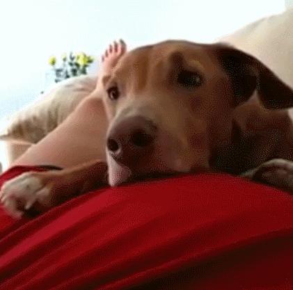 狗狗怀孕主人踢肚子,狗狗踢孕妇的肚子