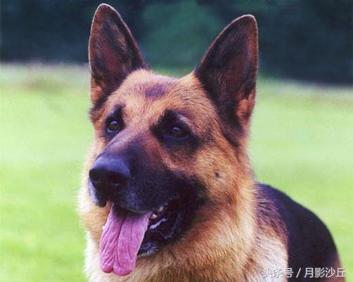 德国牧羊犬训练抓老鼠,军犬德国牧羊犬训练视频