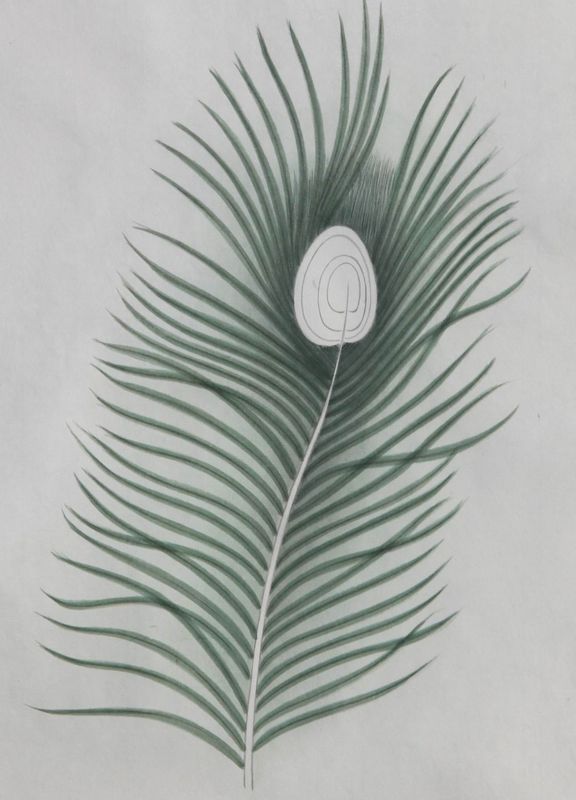 孔雀开屏的图片国画孔雀的画法,国画孔雀的画法图片