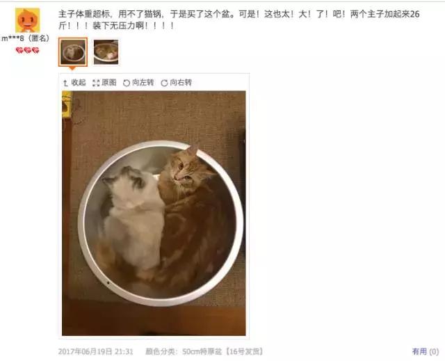 铝盆和鸡窝卖断货了,看猫咪用品创业商机